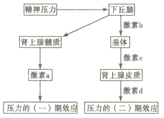 下图为人体产生情绪压力时肾上腺皮质,肾上腺髓质受下