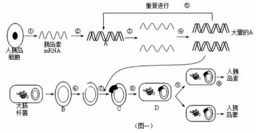 【推荐1】图一是利用基因工程技术生产人胰岛素的操作过程示意图,请据