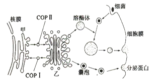 图甲为植物细胞亚显微结构模式图,图乙为动物细胞部分