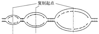 图为某六肽化合物合成的示意图下列叙述不正确的是