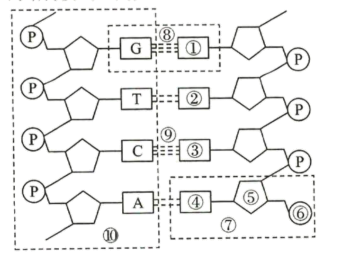 下图是dna分子结构模型请据图回答