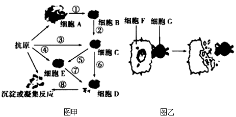 如图为人体免疫部分过程示意图.请据图回答