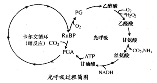 由于这种反应需叶绿体参与,并与光合作用同时发生,故称光呼吸.