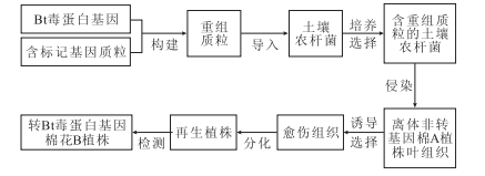 回答基因工程的基本操作程序中的有关问题.