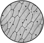 显微镜的构造及使用 洋葱鳞片叶内表皮细胞(100×) 菠菜叶上表皮细胞
