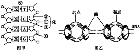 下图是dna双螺旋结构模型的建构过程图解(1~5),请据图
