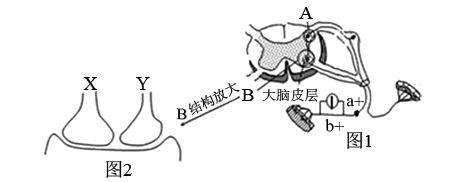 反射弧生物模型神经元的结构 手绘图神经元示意图解剖运动系统图片简