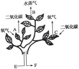 生物圈中的绿色植物 绿色植物的光合作用和呼吸作用 绿色植物的光合