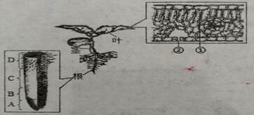 【推荐3】如图所示为植物体的部分器官结构示意图,请据图回答