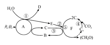 下图是发生在叶绿体中的光合作用过程的图解,请据图回答