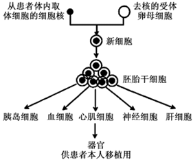 动物细胞培养技术【推荐1】下图所示为人类"治疗性克隆"的大概过程