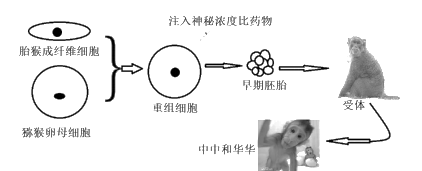 把胚胎移入受体(代孕)母猴体内,成功培育出了两只体细胞克隆猴"中中"