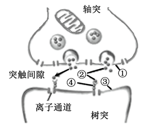 ②进入突触间隙的方式是自由扩散 c.