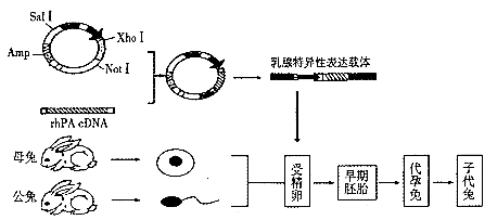 并通过乳腺生物反应器生产hsa,其主要技术流程如