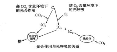 下图表示叶面积指数与光合作用和呼吸作用两个生理过程的关系.