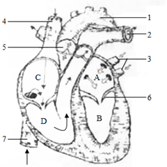 如图是心脏解剖图,请据图回答