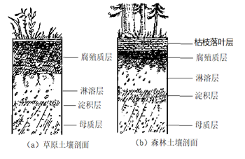 【推荐2】图a,b所示分别为草原土壤剖面和森林土壤剖面.