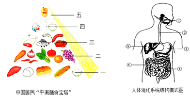 如图是人体部分器官组成示意图.请回答下列问题