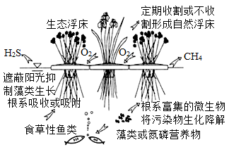 科研人员对珠海市淇澳岛湿地生态系统中的大型底栖动物群落演替做了