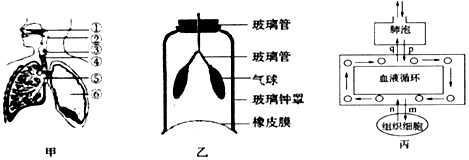 图一是表示膈肌的舒缩与呼吸运动的关系模型图;图二是