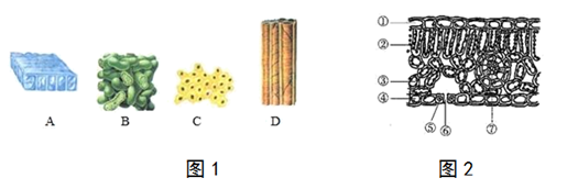 图三为显微镜下看到的菠菜叶横切面图