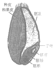 种子的萌发 种子的结构及各部分的功能  【推荐2】小麦是常见粮食作物