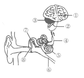 下图表示人耳和脑的联系示意图,请据图分析回答.