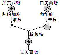 科学家用黑白两种美西螈一种两栖动物做实验实验过程如下图所示