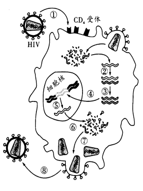 下图为艾滋病病毒(hiv)通过人体t淋巴细胞膜上的cd 4受体识别并侵染t