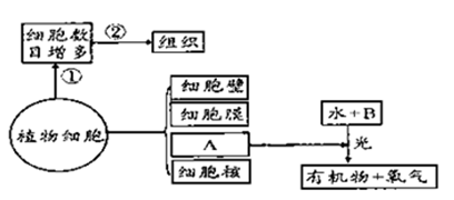 下图是植物生长发育过程的概括示意图.请据图回答问题