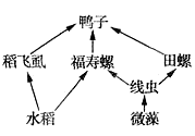 植物的生长型和群落结构   (1)图中有_____条食物链,其中福寿螺和鸭子