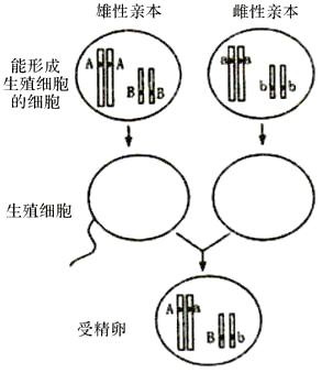 假设一对雌,雄马蛔虫的染色体上有两