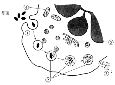 【推荐3】下图为吞噬细胞杀灭细菌的示意图,图中的溶酶体含有多种