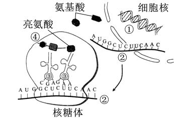 【推荐1】如图表示遗传信息在细胞中的传递过程,①~④为分子.