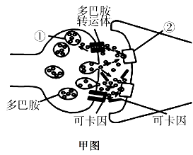 图为体温上升期机体体温调节过示意图,其中体温调定点是为调节体温