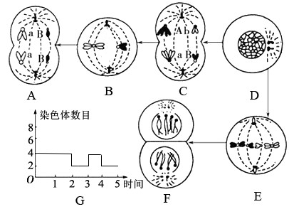 数目和分布进行了观察分析,图1为其细胞分裂一个时期的示意图(仅示