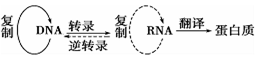 克里克提出的"中心法则"中所没有的遗传信息传递途径是()