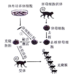 【推荐2】2018年,世界首个体细胞克隆猴"中中""华华"在中国诞生,其