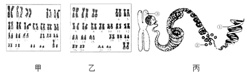 【推荐2】下列是男性和女性体细胞内染色体排序图.请分析回答
