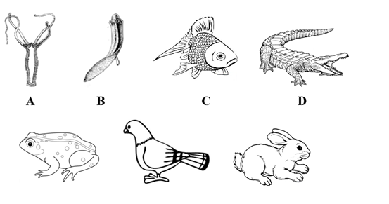 初中生物综合库 生物圈中的其他生物 多种多样的动物类群 脊椎动物类