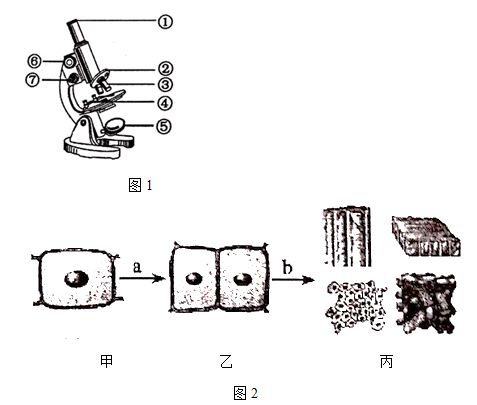 如图1是显微镜结构示意图,图2表示菠菜细胞的部分生命