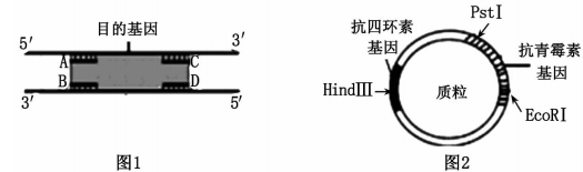 质粒(已知pst,ecorⅠ和hindⅢ三种限制酶切割后产生的黏性末端都不