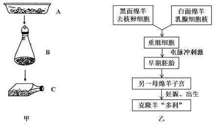 【推荐3】图甲是动物细胞培养的过程图,图乙是克隆羊培育过程示意图