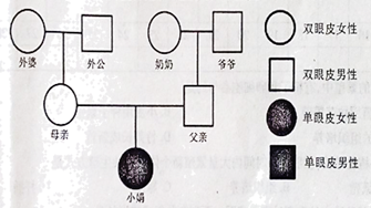 某个家庭中单,双眼皮的遗传情况(用a表示显性基因,用a