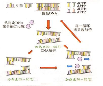 (6)通过重复循环(3),(4),(5)过程,使目的基因以 形式扩增.