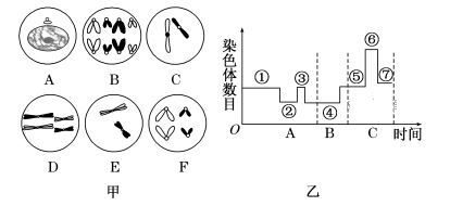 图丁表示该动物某细胞中染色体与基因的