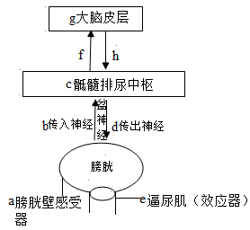 【推荐3】下面是排尿反射的示意图,据图分析