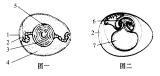 【推荐2】下面图一为鸡卵结构示意图,图二为鸡胚胎发育示意图.