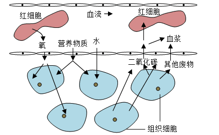 如图为人体血液与组织细胞之间的物质交换示意图