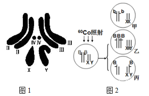 图1是果蝇的染色体图,图2为果蝇培育实验的示意图.